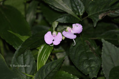 Impatiens leptura